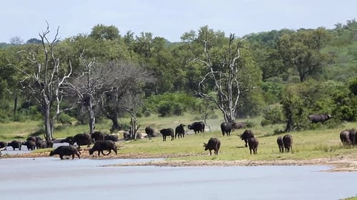 African buffalo in Kruger National park, South Africa