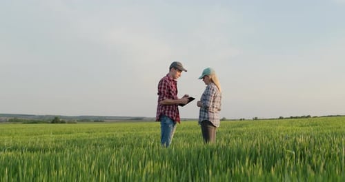 Two Successful Farmers Communicate in a Green Wheat Field