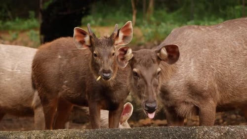 Drei fressende Hirsche im Wald