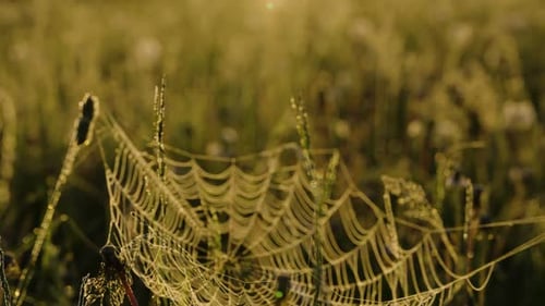 Spinnennetze glitzern im Morgentau auf einer Wiese bei Sonnenaufgang