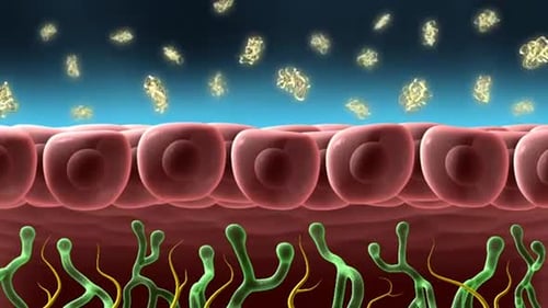 Microscopic view of cells and bacteria in human tissue