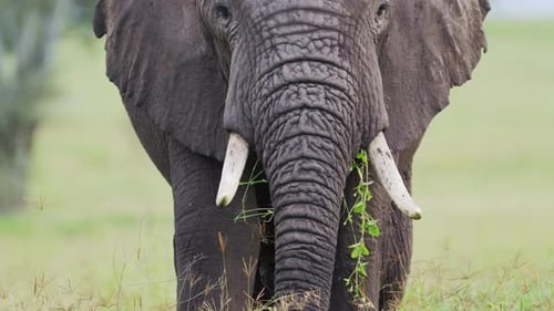 Slow Motion African Elephant Eating Close Up, Feeding and Grazing on Grass in Tanzania in Africa at