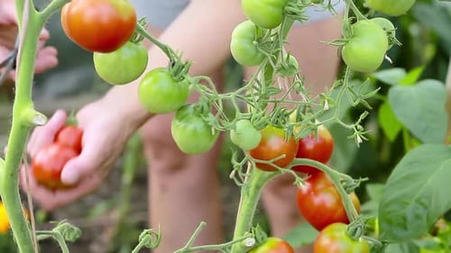 Harvesting Ripe Tomatoes in a Sunny Garden