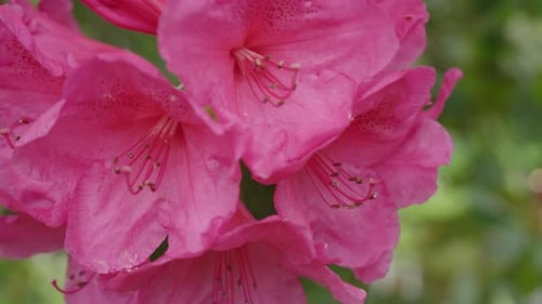 Pink azalea flowers and in slow motion. Close up.
