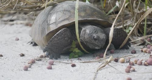 A tartaruga Gopher caminha lentamente pelo solo arenoso enquanto mastiga comida