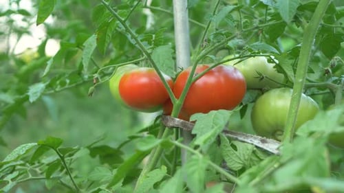 Red Juicy Tomato with Green Leaf in Greenhouse