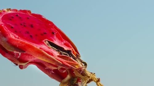 Bright, Colourful Close Up of Dragon Fruit