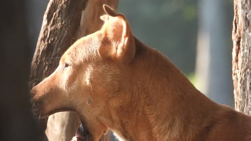 Hund wartet auf Futter.