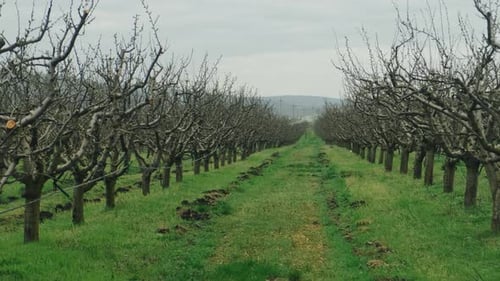 Fading Grove Corridor With Hills Disappearing Orchard Lane Amidst Rolling Landscapes