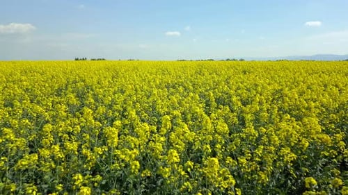 Slow Drone Flight Over Blooming Yellow Rapeseed Field on Sunny Spring Day