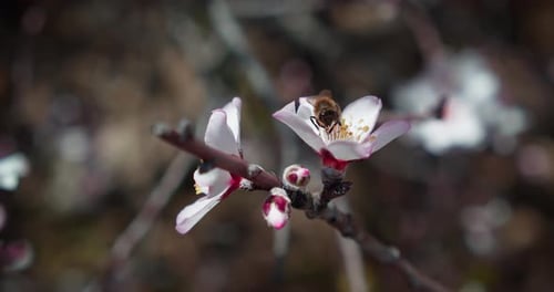 Bee Collecting Pollen From Small Flower in Spring