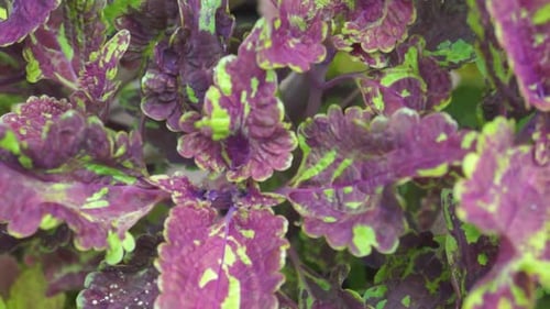 close up texture of greenish red leaves