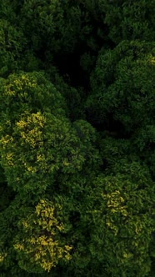 Vertical Video Aerial View Green Forest Background