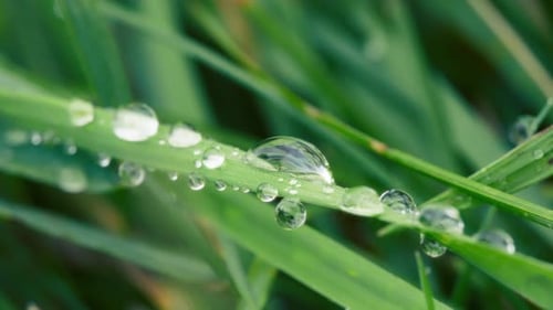 Reines Wasser tropft nach dem Regen auf ein grünes Blatt