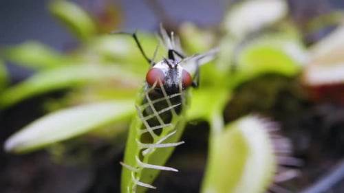Venus Flytrap plant with trapped house fly. Close view of plant upper rear portion with insect. Slow