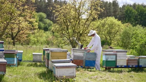Rural apiary in the nature near the forest. Adult man in protective clothes rises bee frames