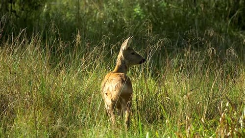 Young Deer Kid Stands for a Long Time in a Wild Forest Meadow