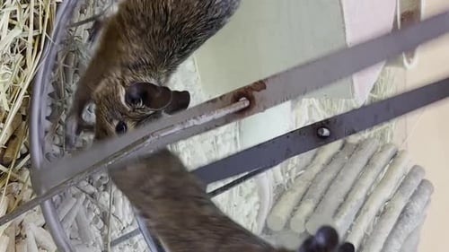 Degus on Spinning Wheel in Cage