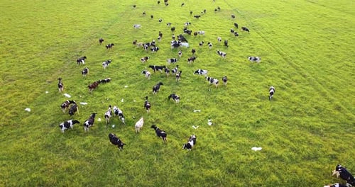 Production of Organic Dairy Products Milk Cows Grazing on Green Farm Pasture Feeding of Cattle on
