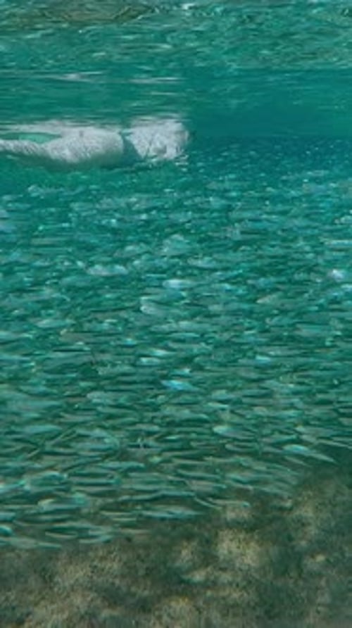 Woman Swims Through a School of Fish Underwater