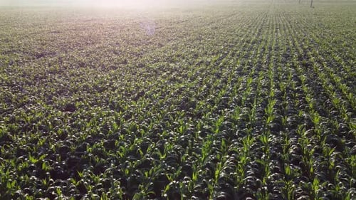 Aerial View of Green Crops on Farm