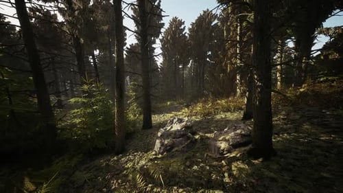 Exploring the Serene Forest Landscape in Denmark During Bright Daylight