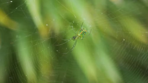 Petite araignée verte à taches oranges, suspendue dans sa toile, avec un fond végétal flou vert.