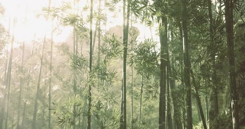 Serene Bamboo Forest Bathed in Gentle Sunlight During Early Morning Hours