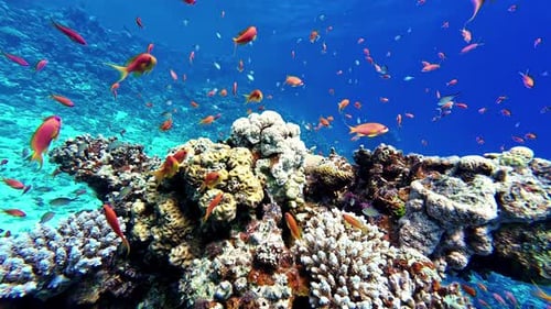 Underwater aqua world, Coral reef and fishes in Red sea, Egypt, Dahab