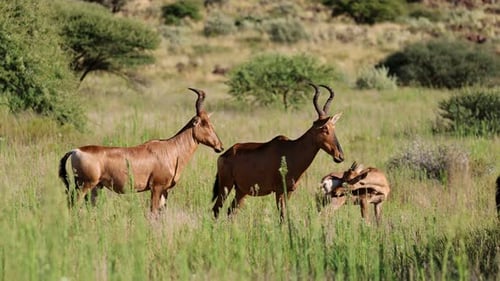 Red Hartebeest Antelopes In Natural Habitat