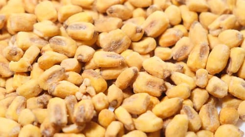 Roasted Corn Seeds Closeup