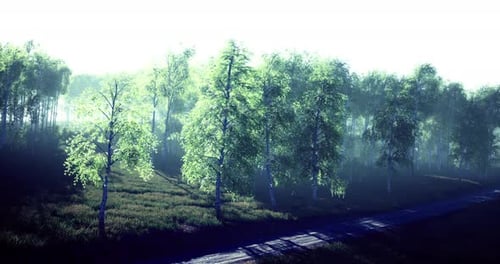 Morning Light Dances Through Lush Trees in an Enchanting Forest Setting