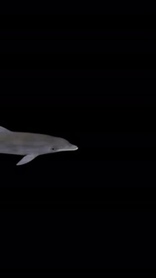 Dolphin Swimming from Left to Right, Alpha Channel, Vertical Transparent Animation