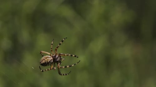 Summer Natural Landscape with a Spider in the Center of the Web