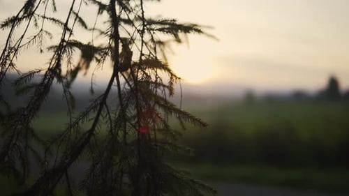 Closeup shot of a pinetree branch with the sun, fields and fog in the background