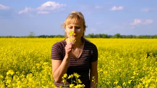 Yellow Field Flowers Allergy Selective Focus