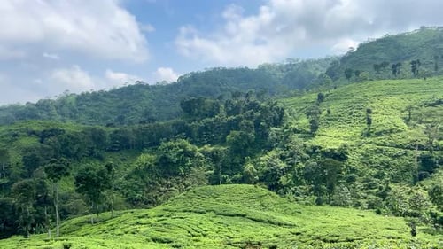 Plantation de thé touristique