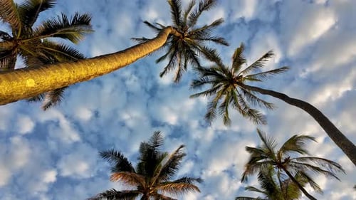 Tropical coconut palm trees with cloudy blue sky low angle view. Summer beach background palm trees