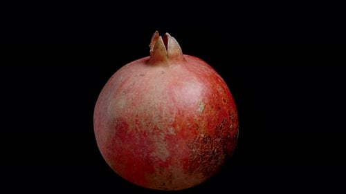 Ripe Red Pomegranate, isolated, looped video. Suitable for background removal.