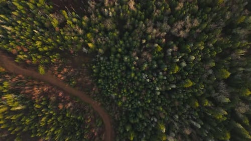 A Stunning Aerial View of a Dense and Lush Green Forest Featuring a Winding Trail