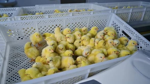 Small chickens in a box on a poultry farm. Plastic container with many yellow newborn chicks.