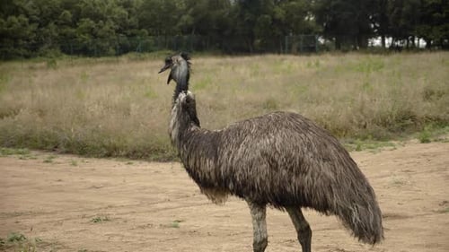 Emu walks in enclosed field, handheld tracking from behind