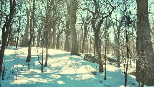 Cinematic Winter Forest with Sun Rays Background Loop