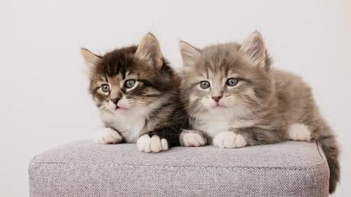 Funny Kittens schaut aus Neugier und dreht gleichzeitig den Kopf nach links und rechts