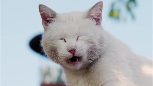 Nahaufnahme einer weißen Katze mit grünen Augen, die sich selbst leckt