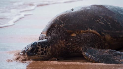 Meeresschildkröte an einem Strand, über dem Wasser gespült wird