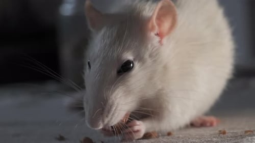White Rat Eating Food in Extreme Close-up
