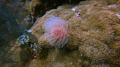 Red and pink marine tube worm waving in the ocean current