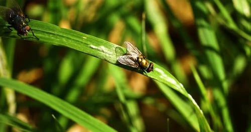 Flies Resting on a Green Blade of Grass