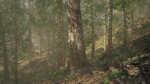 A Dense and Majestic Birch Forest with Tall Trees Stretching Towards the Sky